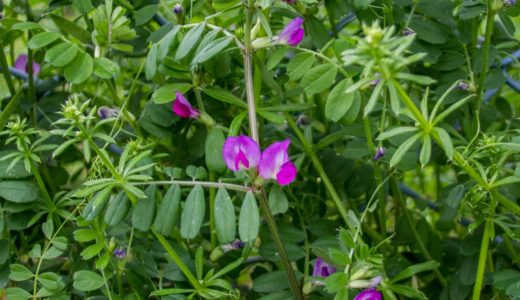 カラスノエンドウ – 春に紅紫の花を咲かせる小さいサヤエンドウぽい野草