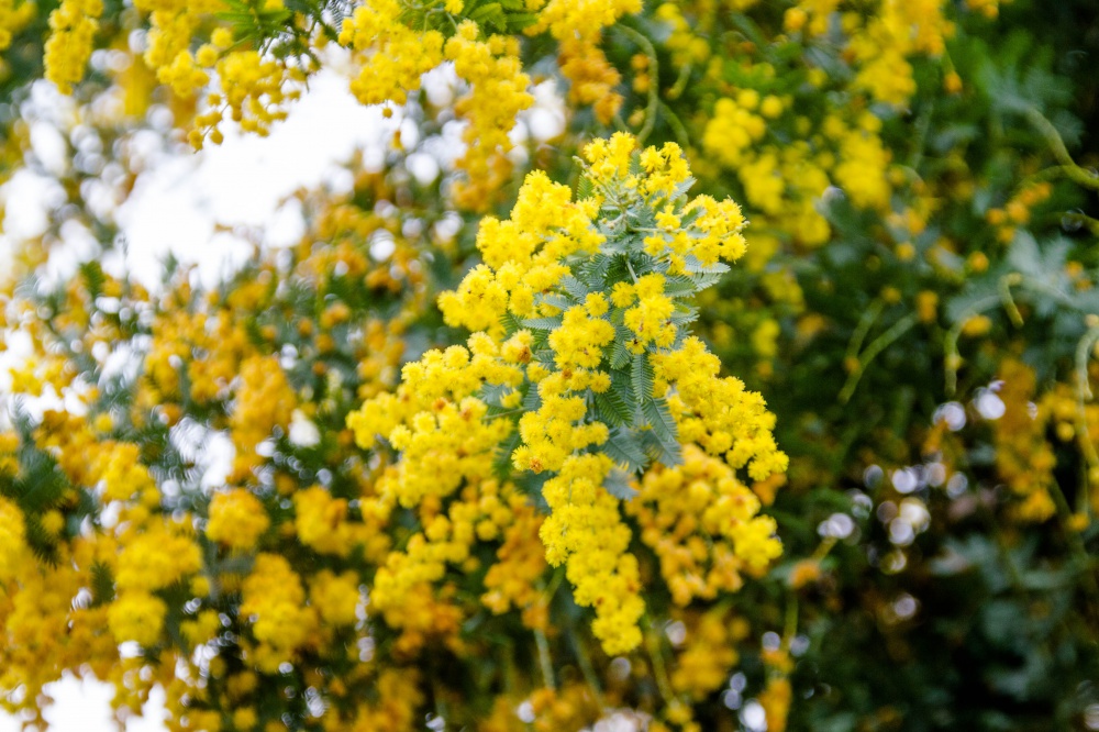 ギンヨウアカシア ミモザ シダのような葉っぱで春に黄色い花が咲く木 きたむらいふ