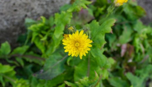 ノゲシ – 春から夏にかけてタンポポに似た黄色い花を咲かせる道端の野草