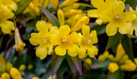 カロライナジャスミン – ラッパみたいな大きく黄色い花を沢山咲かせる春の花
