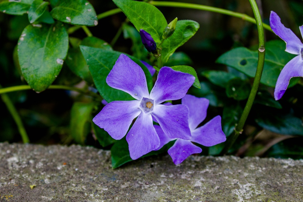 全通】ひし形に花わのふじ帯 - 着物