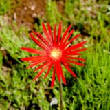 真っ赤なガーベラの花