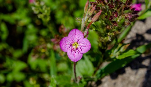 ユウゲショウ – 田畑のあぜ道や河原などで春になると咲き始めるピンクの花