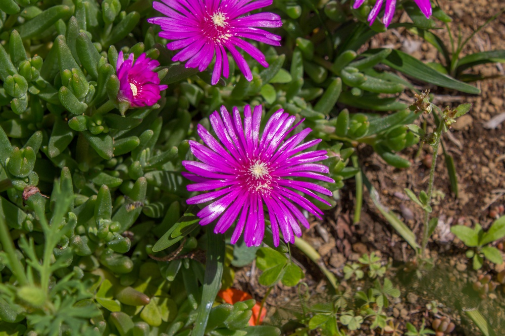 赤紫 花 雑草 Homu Interia