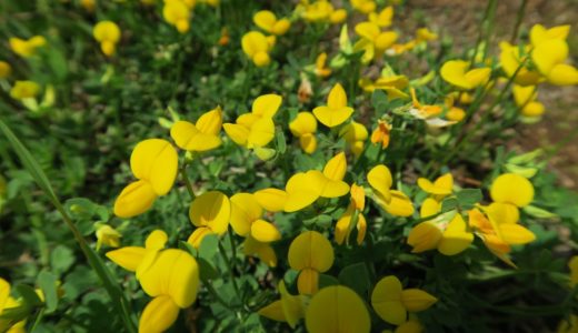 ミヤコグサ – 春、空き地などで鮮やかな黄色い小さい花を咲かせる雑草