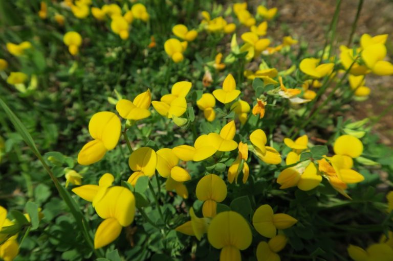 ミヤコグサ 春、空き地などで鮮やかな黄色い小さい花を咲かせる雑草 きたむらいふ