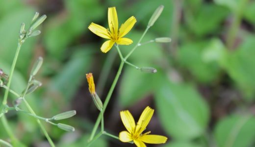ニガナ – 春から夏、田畑で黄色い小さな花を咲かせる食べられる野草