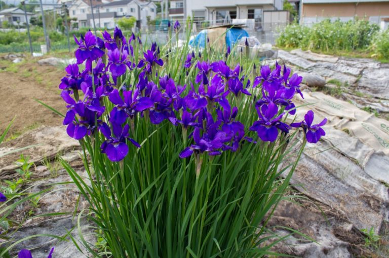 アヤメ – 春から初夏の花・紫の花・花びらに網目模様があればアヤメ | きたむらいふ