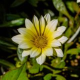 ガザニア（勲章菊）の花