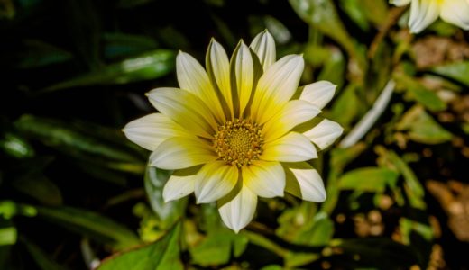 ガザニア – 大輪の花を咲かせる園芸用花、別名「勲章菊」