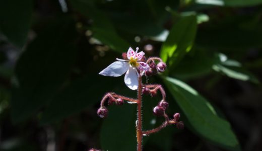 ユキノシタ – 晩春から夏にかけて湿った場所に生えるユニークな形状の花