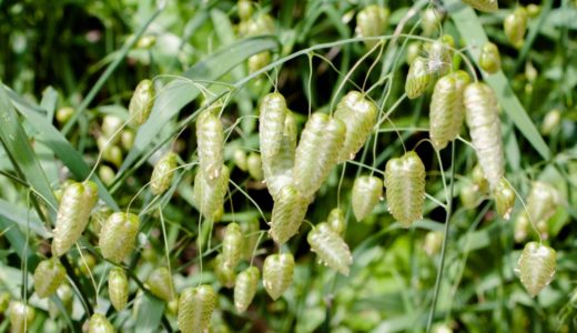 まるで虫のサナギみたいな植物「コバンソウ」晩春から初夏に花咲く不思議な野草
