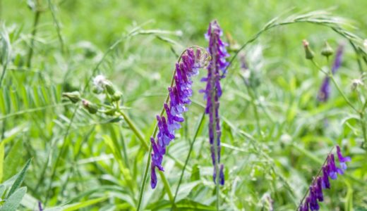 ナヨクサフジ – 縦に連なり大量の紫色の花を咲かせる草原の野草