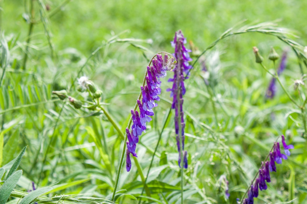 ナヨクサフジ 縦に連なり大量の紫色の花を咲かせる草原の野草 きたむらいふ