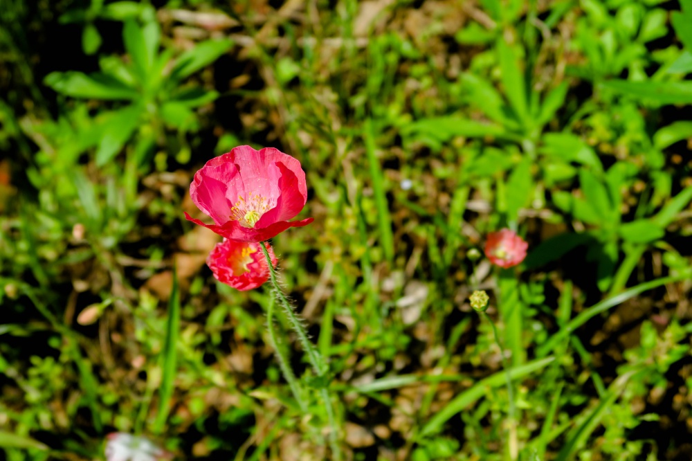 赤いポピーの花