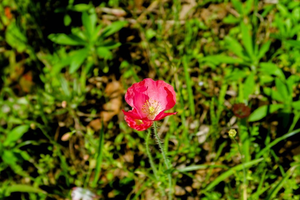 赤いポピーの花