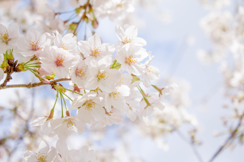 桜の豆知識】ソメイヨシノは品種改良によって生まれた桜！桜のルーツを 