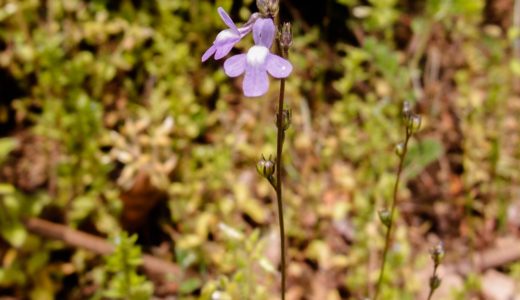 マツバウンラン - 春、細長い茎を伸ばし薄紫色の花を咲かせる野草