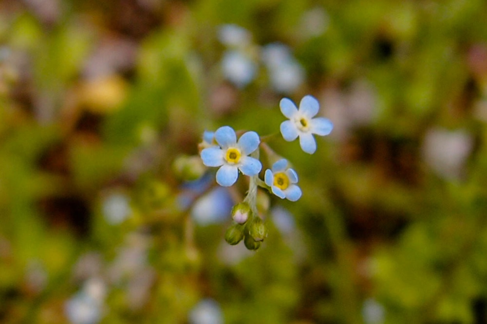 キュウリグサ – 春、足元に咲く花びら5枚で空色のとても小さな花 | きたむらいふ