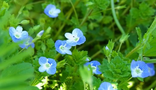 オオイヌノフグリ – 青い小さなかわいい花を咲かせる春を知らせる花