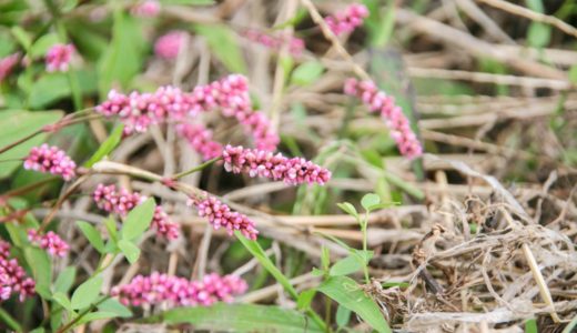 イヌタデ – 夏から秋、ピンクの花とお菓子みたいな実をつける野草