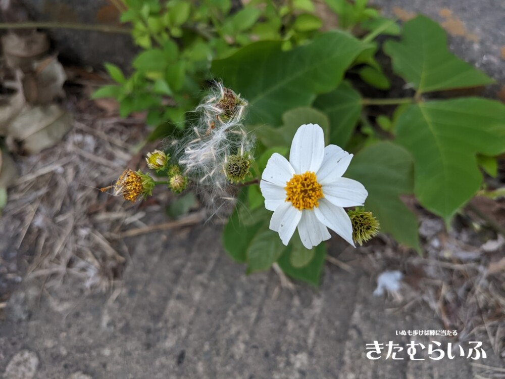 コセンダングサの大きな白い花びら