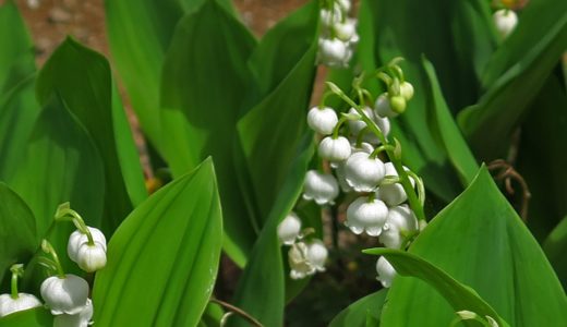 スズラン – 実は猛毒がある春に鈴みたいな白い花を咲かせる有名所