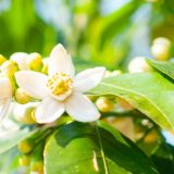 カワナツノダイダイ（甘夏・夏みかん）- 初夏に咲くとても良い香りの白い花