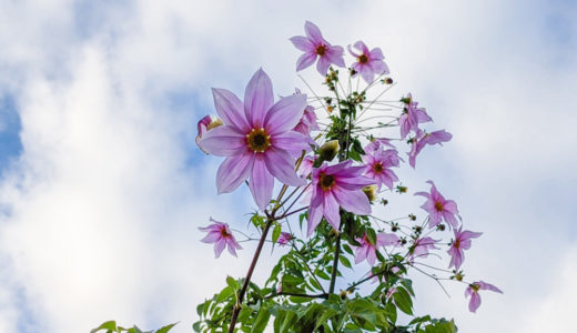 コウテイダリア - 秋から初冬に木に咲く薄紫色の美しい大輪の花