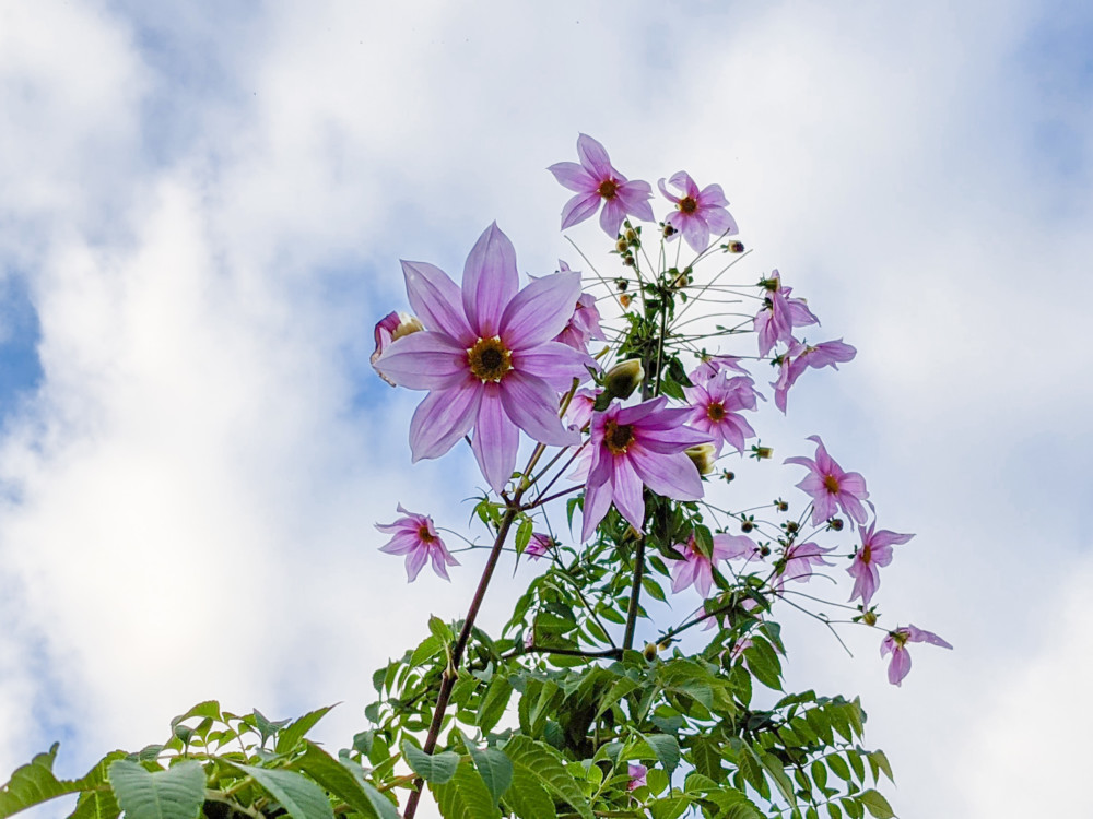コウテイダリア - 秋から初冬に木に咲く薄紫色の美しい大輪の花