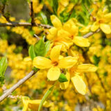チョウセンレンギョウ - 低木に沢山の黄色い花を咲かせる春を告げる花