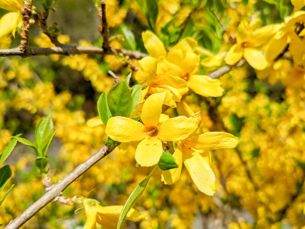 チョウセンレンギョウ - 低木に沢山の黄色い花を咲かせる春を告げる花