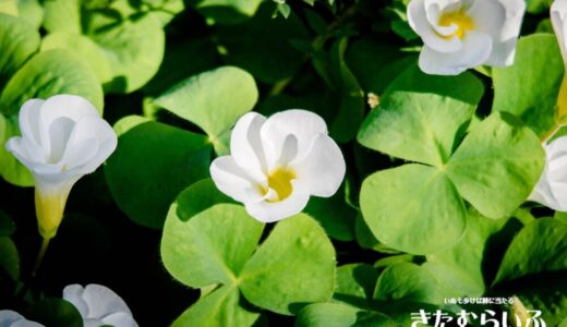 フヨウカタバミ（オキザリス・プルプレア）– 三つ葉で白やピンクの花を咲かせる大きなカタバミ