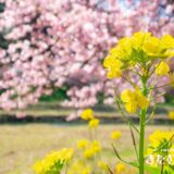 アブラナ（ナノハナ）- 小さく鮮やかな黄色の花を咲かせる春を告げる代名詞