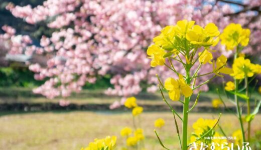 アブラナ（ナノハナ）- 小さく鮮やかな黄色の花を咲かせる春を告げる風物詩