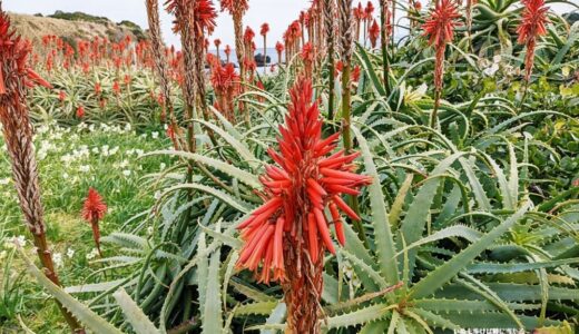 アロエの花 – 冬に赤い花が咲く若干宇宙生物のようにも見える多肉植物