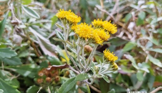 イソギク – 晩秋から冬に海岸近くに小さい黄色い花を咲かせる日本固有種