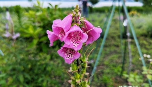 ジキタリス – ホタルブクロに似たベル状の花を沢山咲かせる夏の園芸花