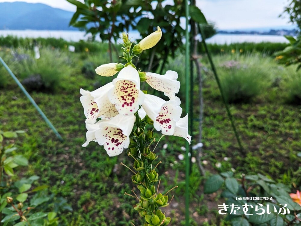 白い花のジキタリス